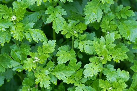 Feverfew: A Pain-Killing Herb