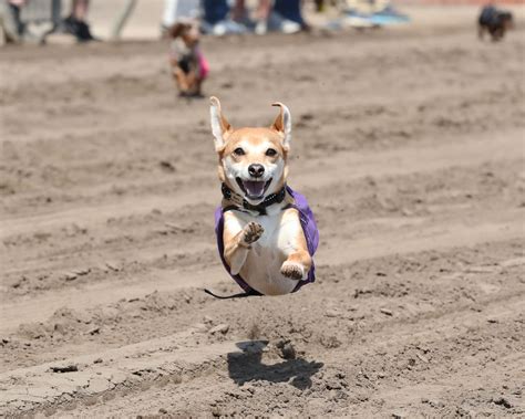 Weiner Dog Races