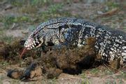 The Argentine Tegu (A Complete Care Guide) - SnakeTracks.com