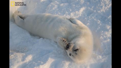 Heartbreaking images show adorable harp seal pups struggle to survive ...