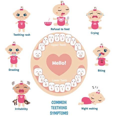 at what age do babies stop teething - Fredda Madison