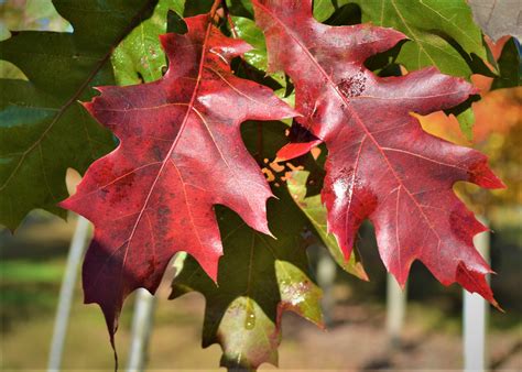 Northern Red Oak Fall Leaves - Next Generation Landscape Nursery