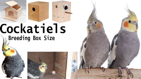 Cockatiel Bird Breeding Box