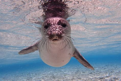 Sea Talk: Hawaiian Monk Seals » Conscious Maui