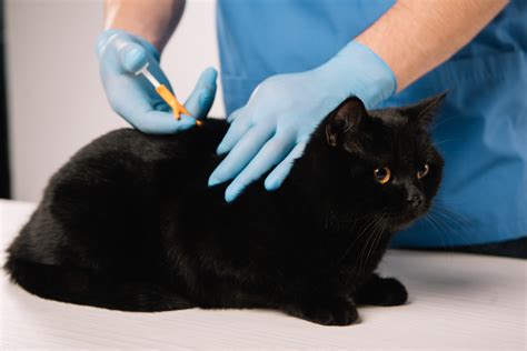 Microchip Must-Know—Essential Facts About Microchipping Your Pet - Village Animal Hospital