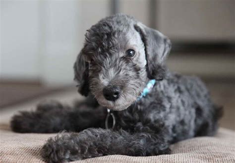 Bedlington Terrier Rescue