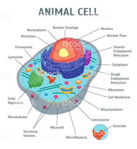 Cartoon Animal Cell Anatomy Banner Card Poster Scientific or ...