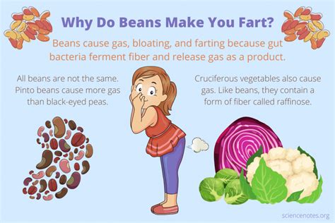 Why Do Beans Make You Fart? Raffinose and Gas