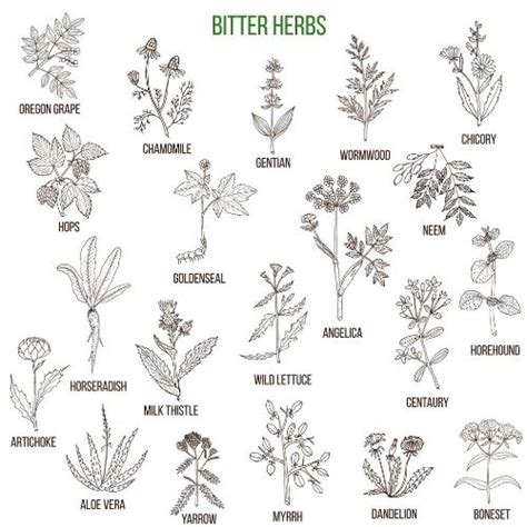 Herbs Illustration, Medical Illustration, Green Witch Aesthetic ...