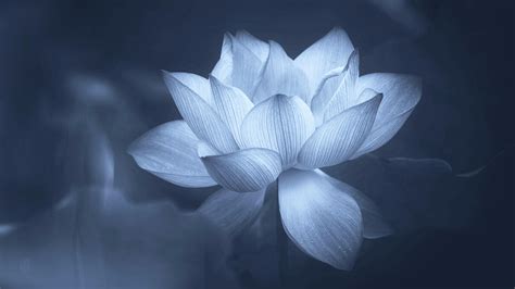 Black and White Lotus Desktop Wallpapers - Top Free Black and White Lotus Desktop Backgrounds ...