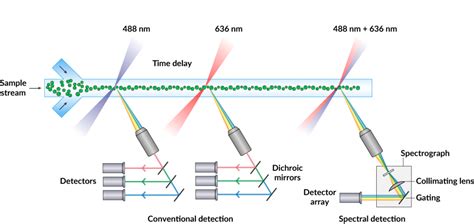 Spectral Flow Cytometry - Biotium