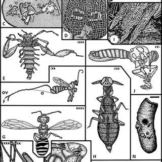 (PDF) The History of Insect Parasitism and the Mid-Mesozoic Parasitoid Revolution