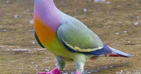 I think this is called a 'Rainbow Pidgin'. | Birds - in the wild ...