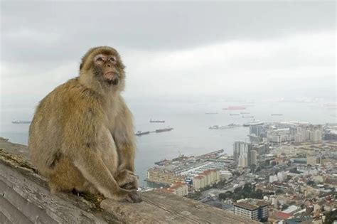 Barbary Macaque / Barbary Ape in habitat urban available as Framed ...