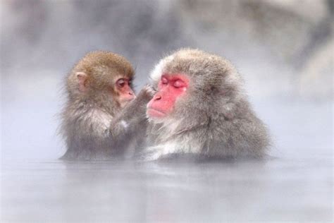 40 Things To Do In & Around Nagano - SNOW MONKEY RESORTS