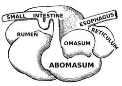 Ruminant - Wikipedia