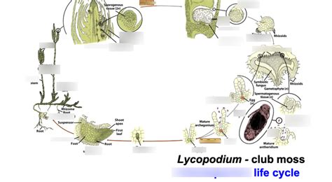 Club mosses life cycle- homosporus Diagram | Quizlet