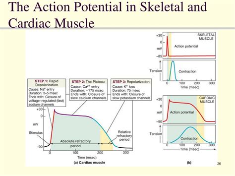 PPT - Cardiac Muscle Physiology PowerPoint Presentation, free download ...