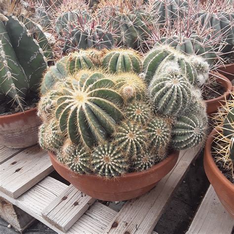 The Rare and Beautiful Balloon Cactus