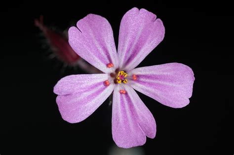 Purple 5 Petal Flower · Free Stock Photo