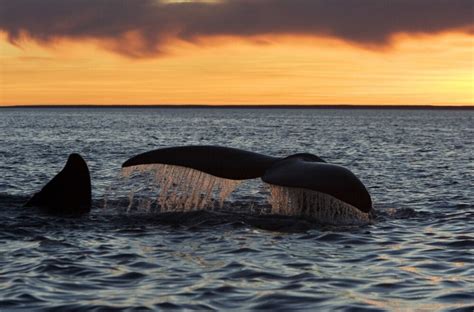 Tail fluke of a southern right whale in the waters off Argentina. Poster Print by VWPics ...