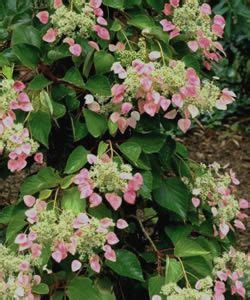 Pink Climbing Hydrangea - 1 Gallon - Staked - Vines - All - Buy Plants ...