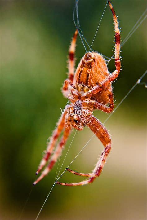 "Orange Marbled Orb Weaver" by V-Light | Redbubble