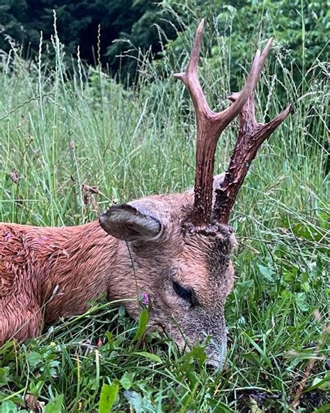 Big Roebuck Trophy Hunting In Romania! | AfricaHunting.com