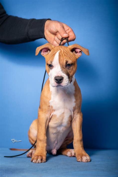 Amstaff puppies for sale – Dogs Jelena Dog Shows