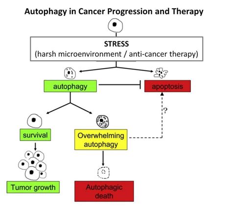 4 Roles of autophagy in cancer progression and therapy. A variety of... | Download Scientific ...