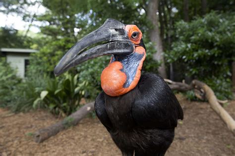 Southern Ground Hornbill - Zoo Atlanta