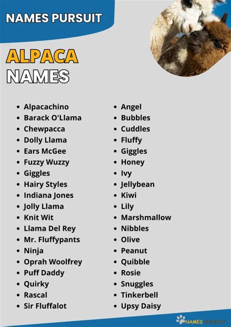 Alpaca Names [520+ Unique, Cute, & Funny Ideas]