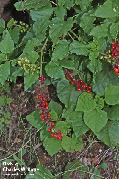 Rivina humilis | Pigeon berry | Medicinal Uses | Charles W. Kane | Applied Medical Botany