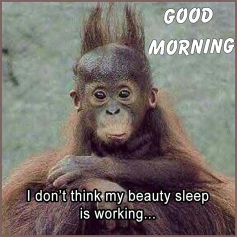 Cute Monkey Baby Funny Good Morning Memes Good Mornin - vrogue.co