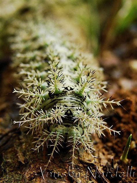 Lonomia obliqua (caterpillar) | Deadly creatures, Poisonous caterpillars, Caterpillar