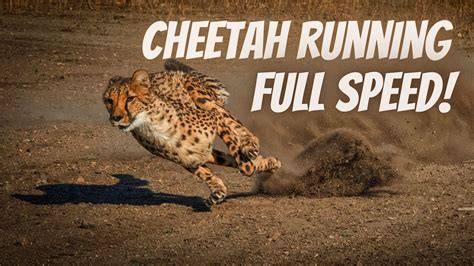 Cheetah Running Speed