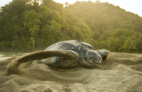 Una tortuga laúd de 600 kilos desova en la playa de Los Cabos más de ...