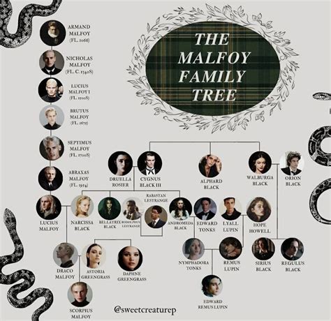 The malfoy family tree in 2023 | Harry potter family tree, Malfoy ...