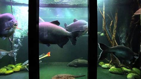 Jack Heathcote's giant tropical aquarium - YouTube