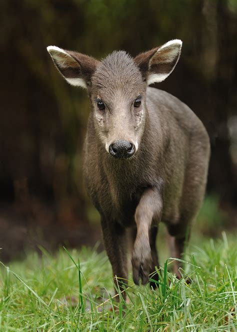 File:Tufteddeer-1.jpg - Wikimedia Commons