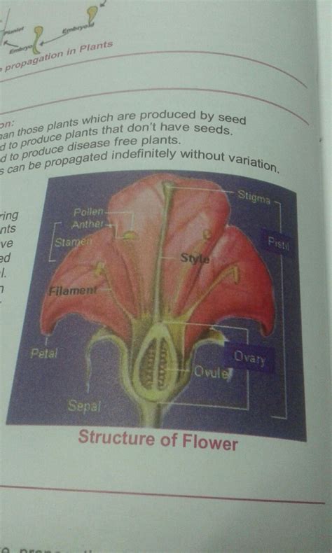 Stamen and carpel diagram - Brainly.in