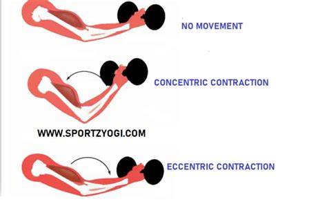 Types of muscle contractions | Anatomy And Physiology