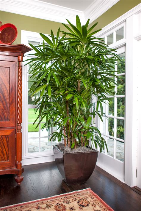 Rhapis Palm | Indoor palm trees, Indoor palms, Living room plants
