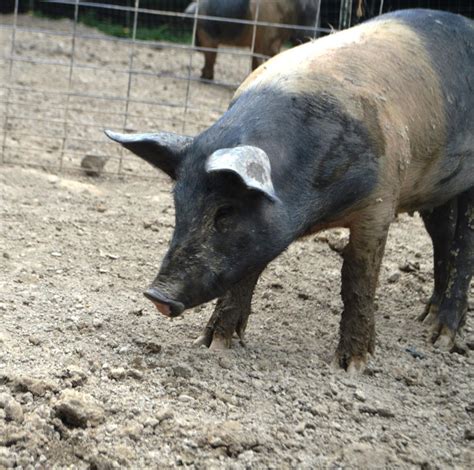 An Abingdon family's hog farm brings home the bacon | Latest Headlines | swvatoday.com