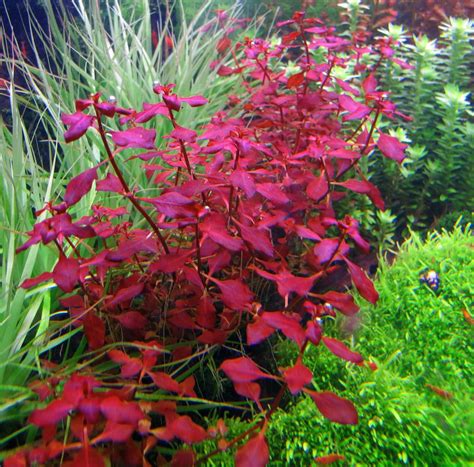 IC407 ADA Tissue Culture - Ludwigia repens 'Super red' (cup size: shor – Aqua Forest Aquarium