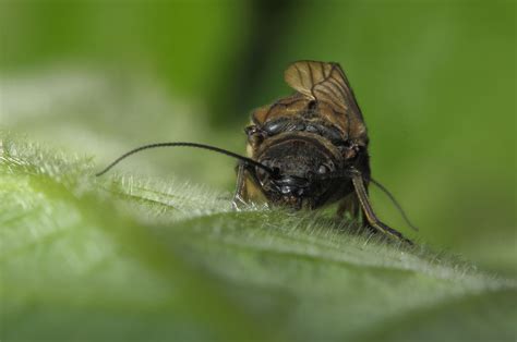 Alderfly – wildlifemacro