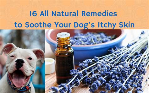 16 all-natural remedies to soothe your dog's itchy skin – The Dog Bakery