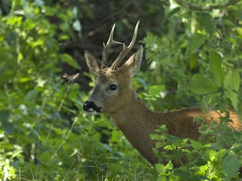 Species of the day: Roe Deer | Sussex Wildlife Trust