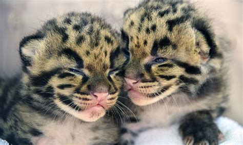 Clouded Leopard Cubs