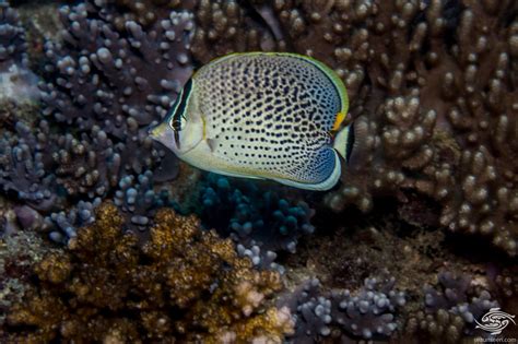 Peppered Butterflyfish Facts and Photographs • Seaunseen